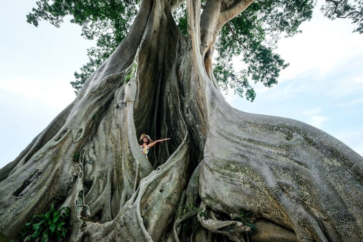 Kayu Putih Giant Tree - Ancient Kapok Tree In Tabanan, Bali | Ancient ...