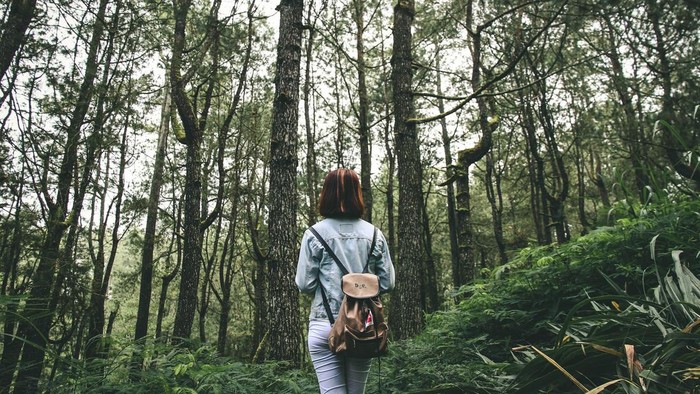 Pohon Rindang Hutan Pinus