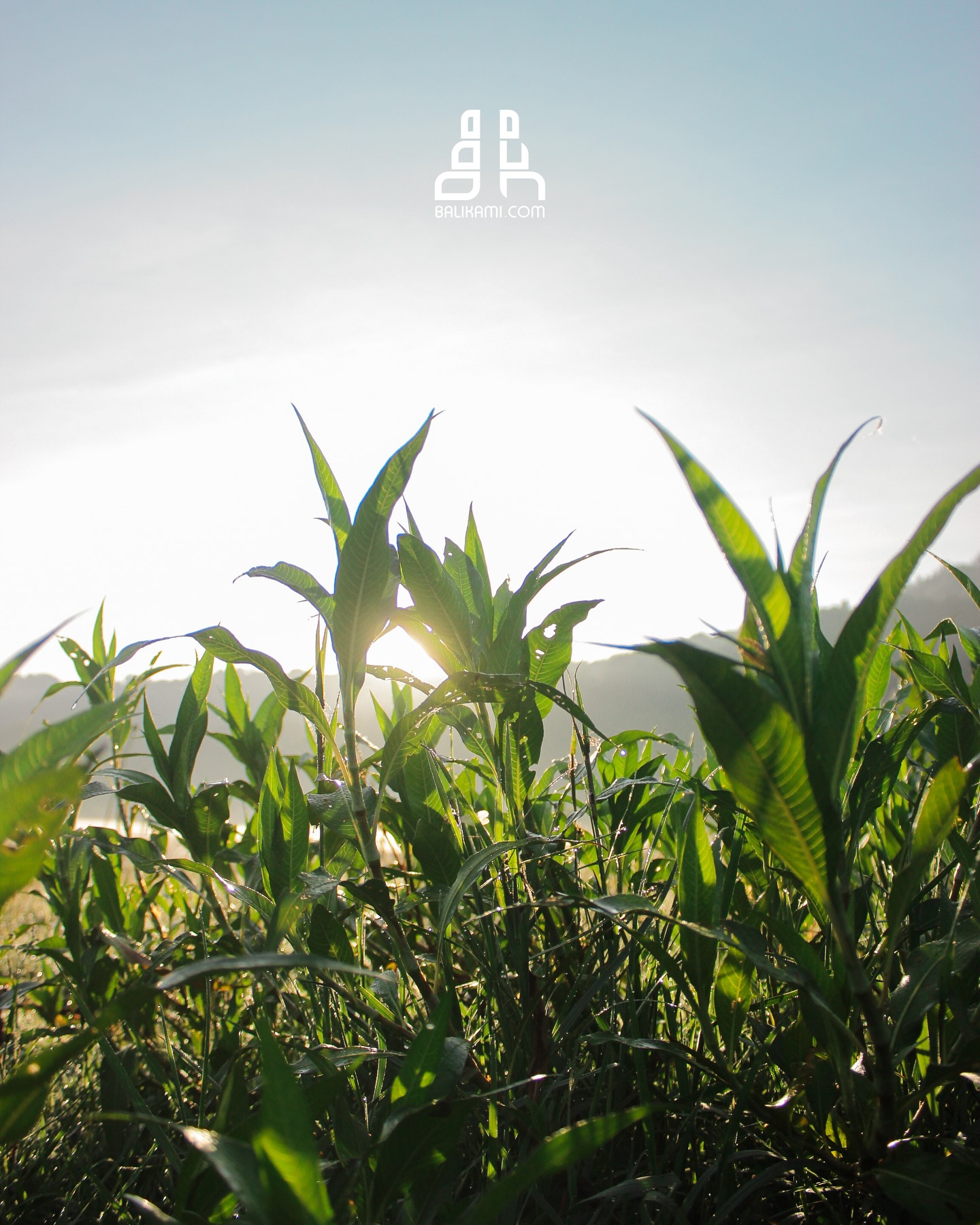 Danau Tamblingan yang terletak di Buleleng