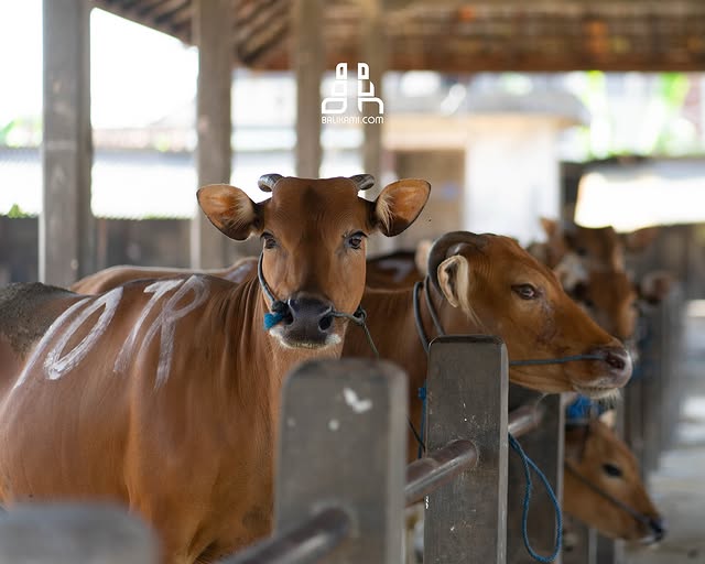 Pasar Tradisional Beringkit