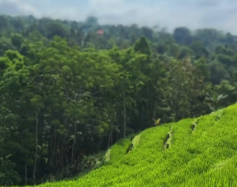 pemandangan indah di area sawah
