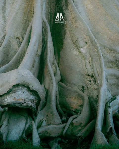 POHON TERTUA DI BALI ‼Terletak di Desa Adat Bayan, Desa Tua, Kecamatan Marga, Kabupaten Tabanan, Pohon ini konon Ber-usia 700 Tahun