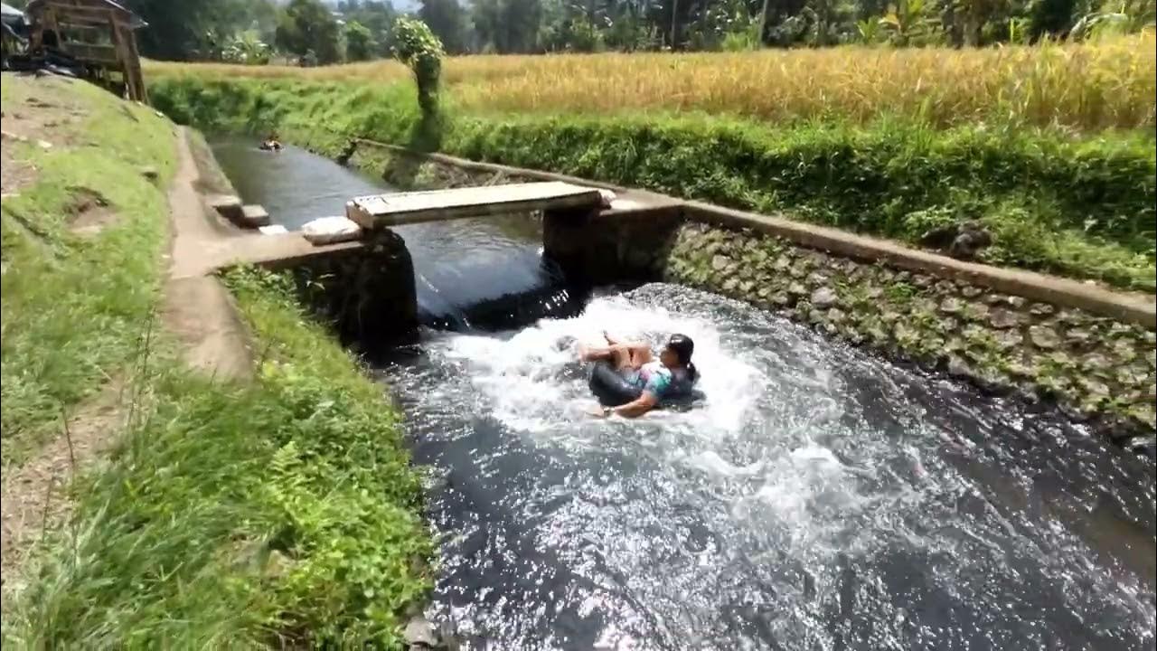 Pemandangan Bendungan Yeh Aya Hulu Jatiluwih dengan air jernih dan sawah hijau di Tabanan Bali